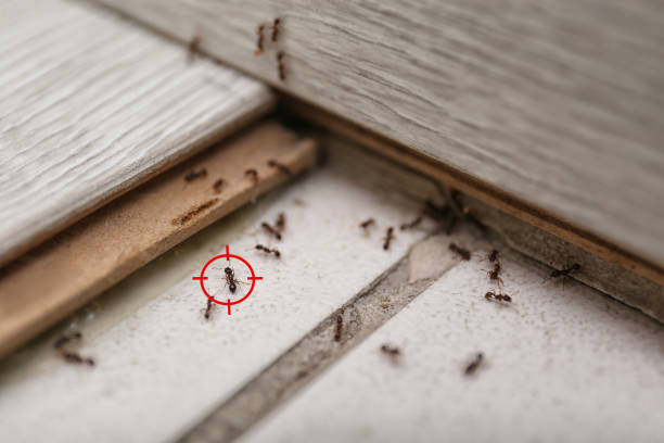 Flea Control Services in Cutten, CA
